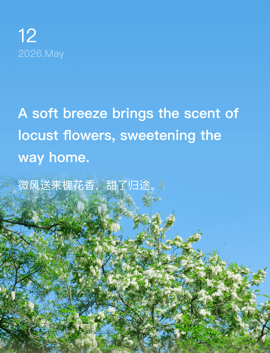 A soft breeze brings the scent of locust flowers, sweetening the way home.