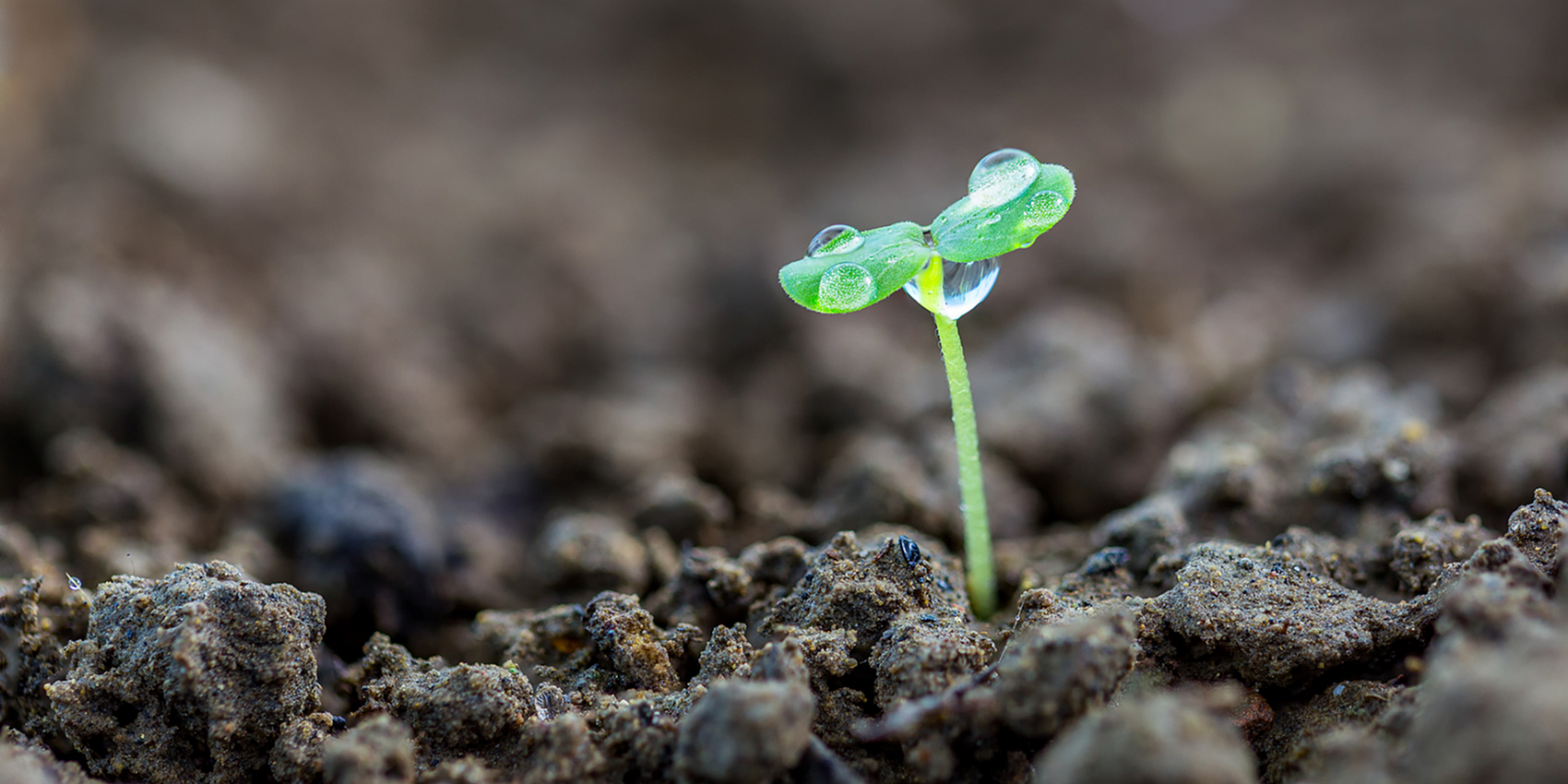 Deep within the chill, warmth stirs within the soil