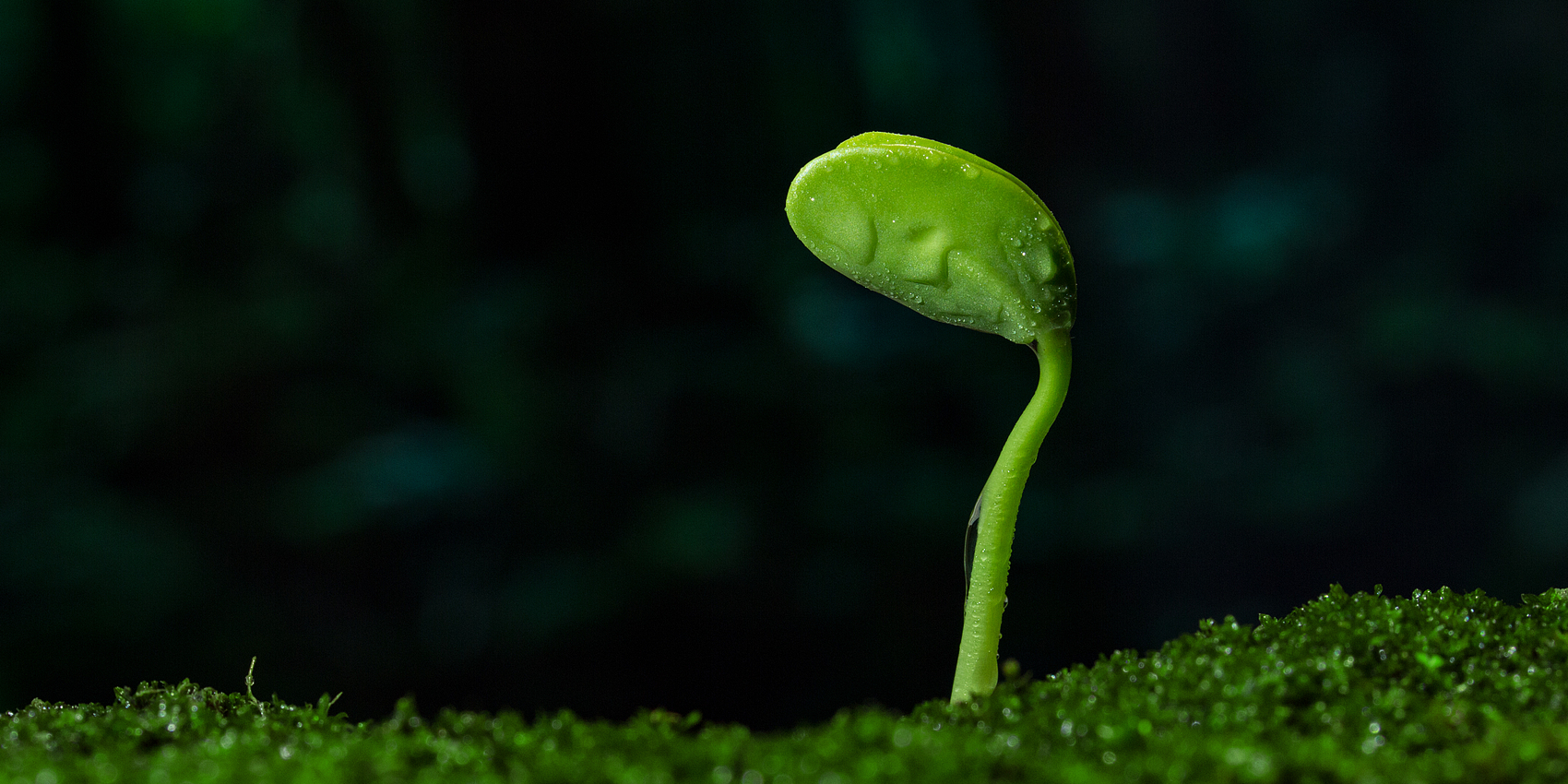 「2025-12-08」In the silence, grow your own roots.美图壁纸