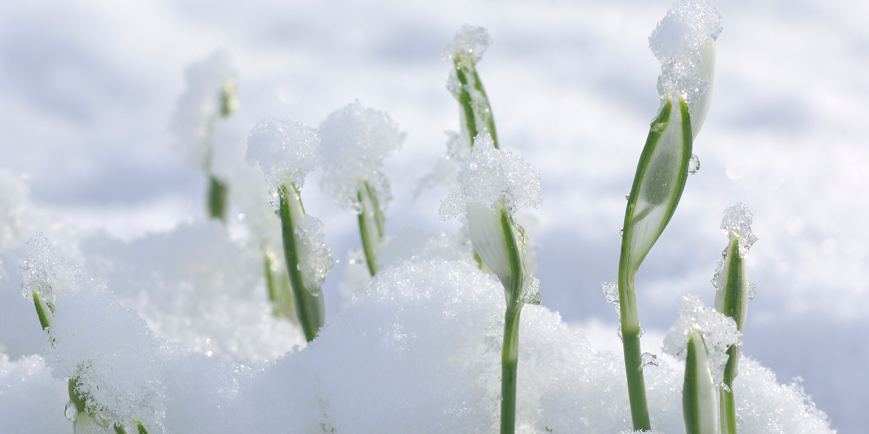 The seed believes in spring while winter still rages