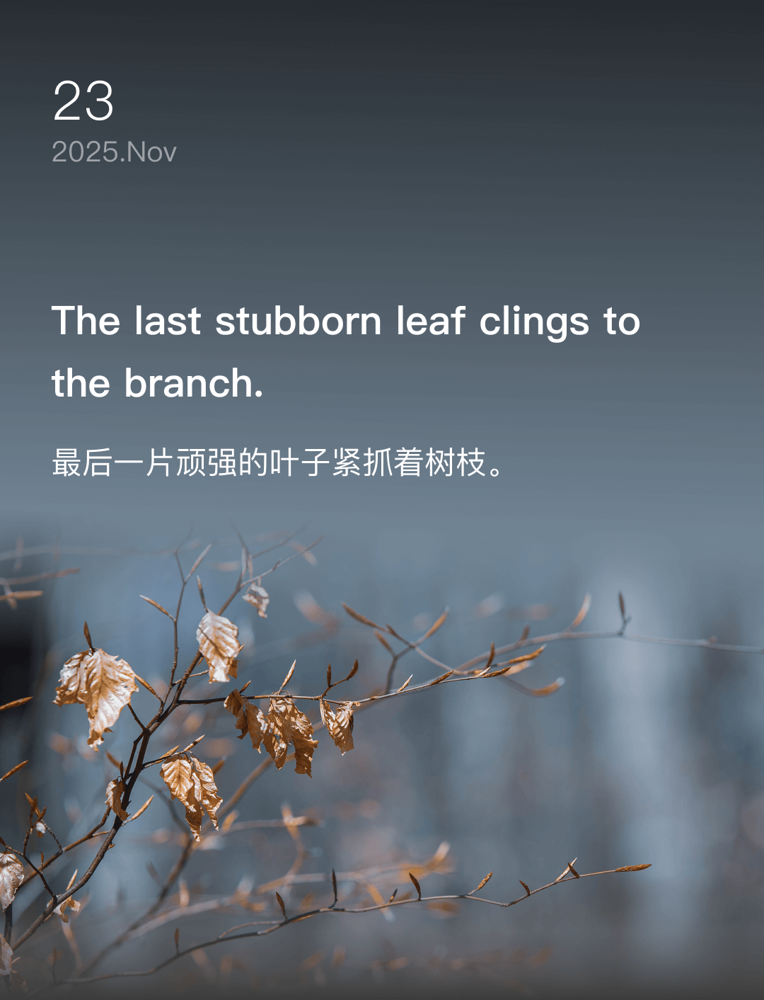 词霸每日一句