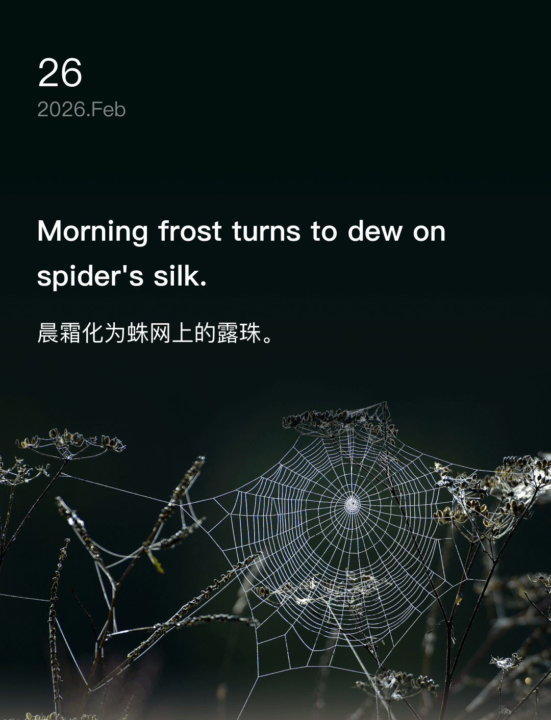 Morning frost turns to dew on spider's silk.