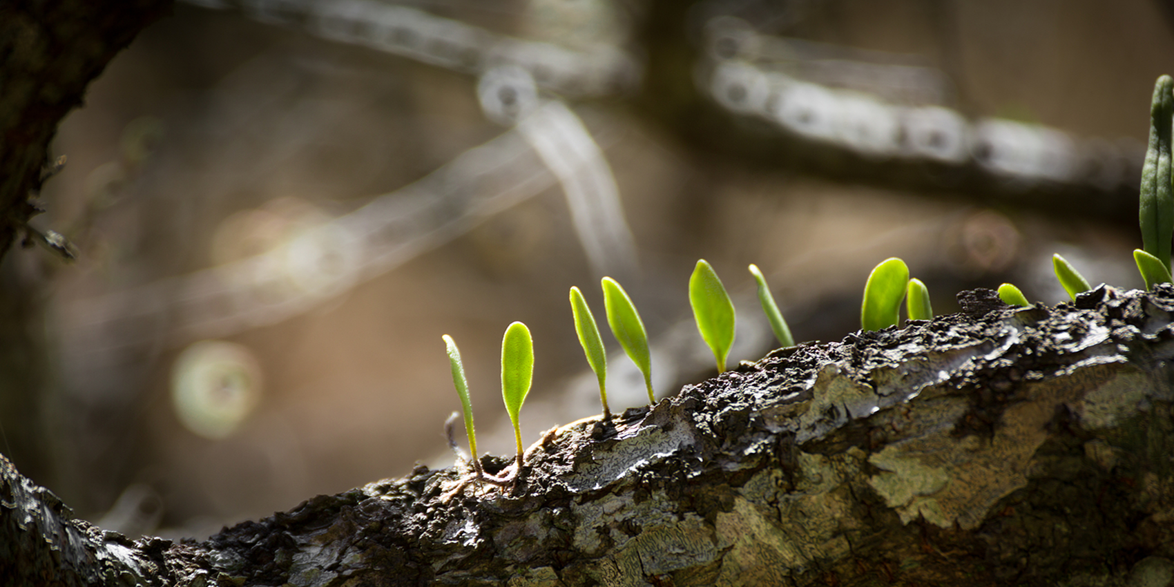 「2026-05-02」Green leaves unfold on branches, quiet and sure.美图壁纸