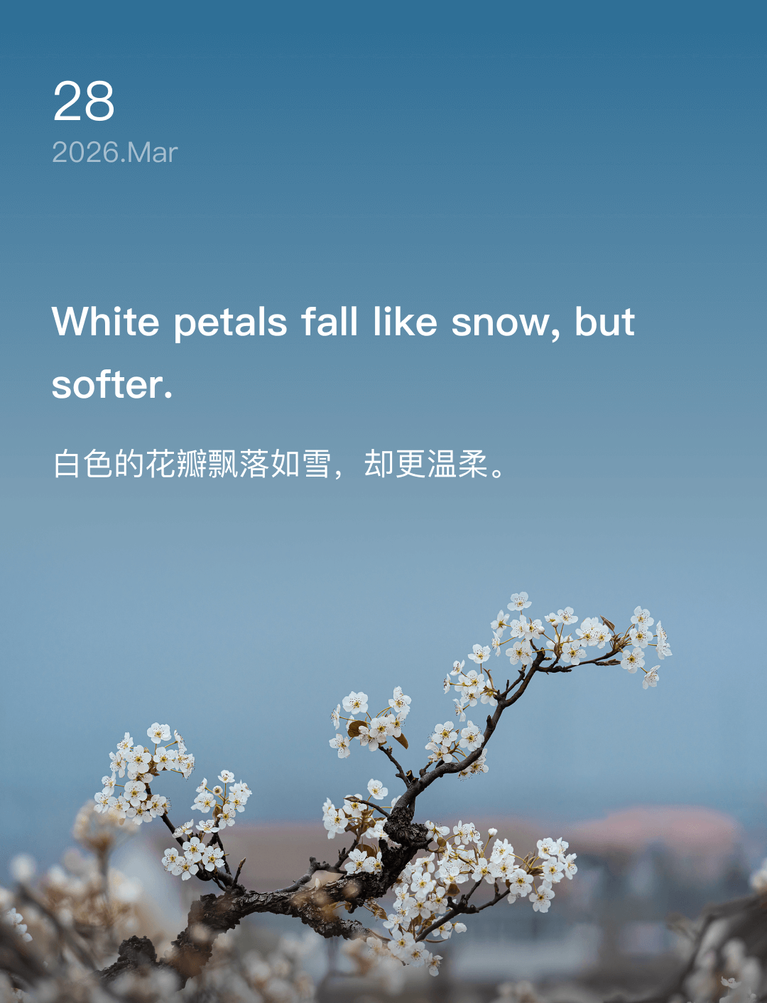 White petals fall like snow, but softer.