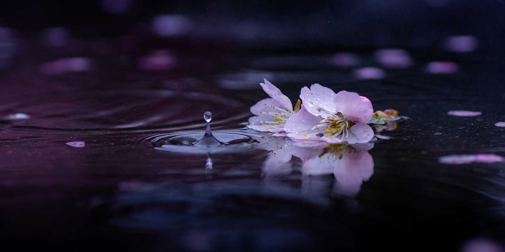 Each fallen petal makes room for the fruit to come