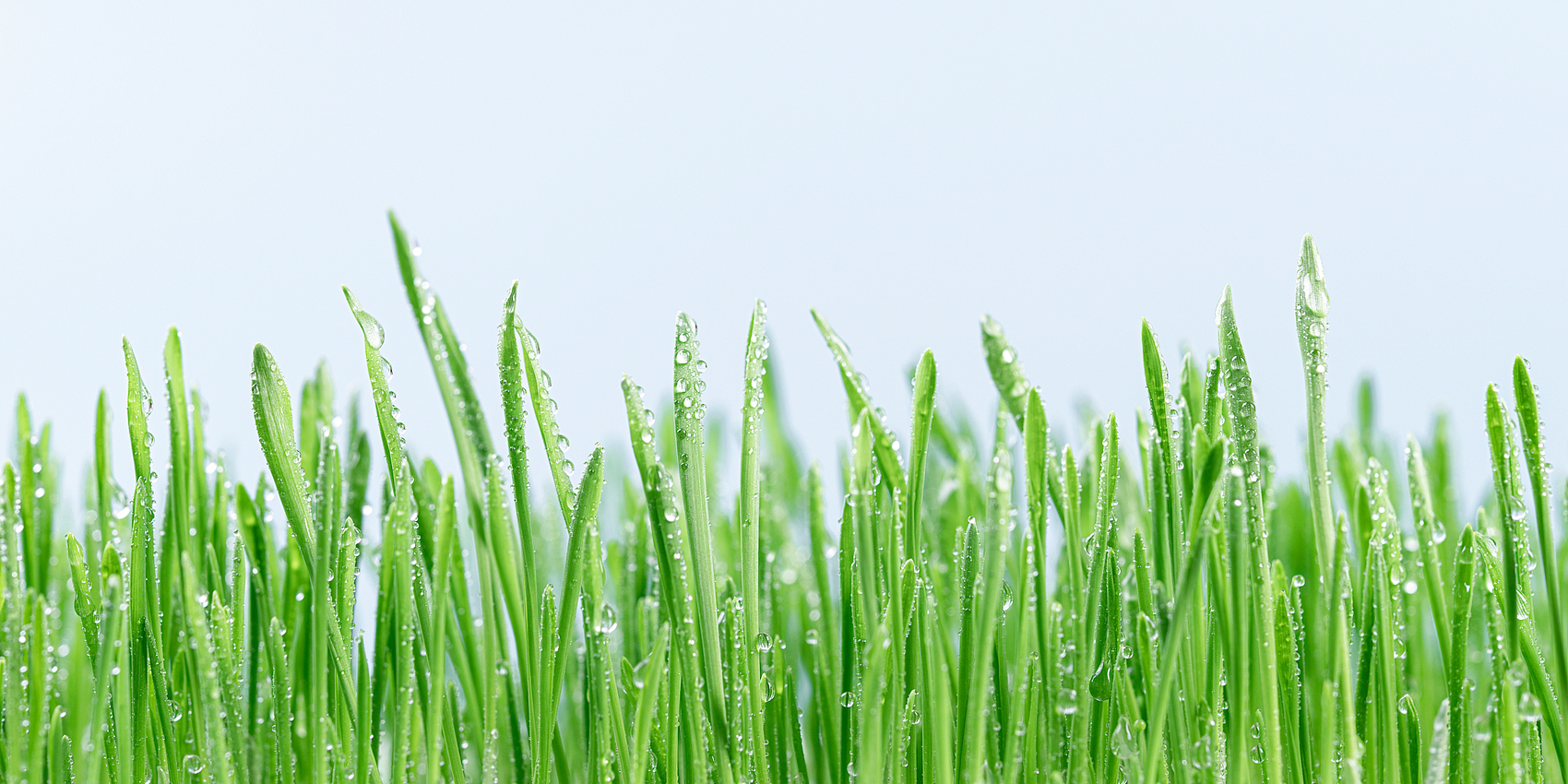 Rain cleanses yesterday's tears; new green appears