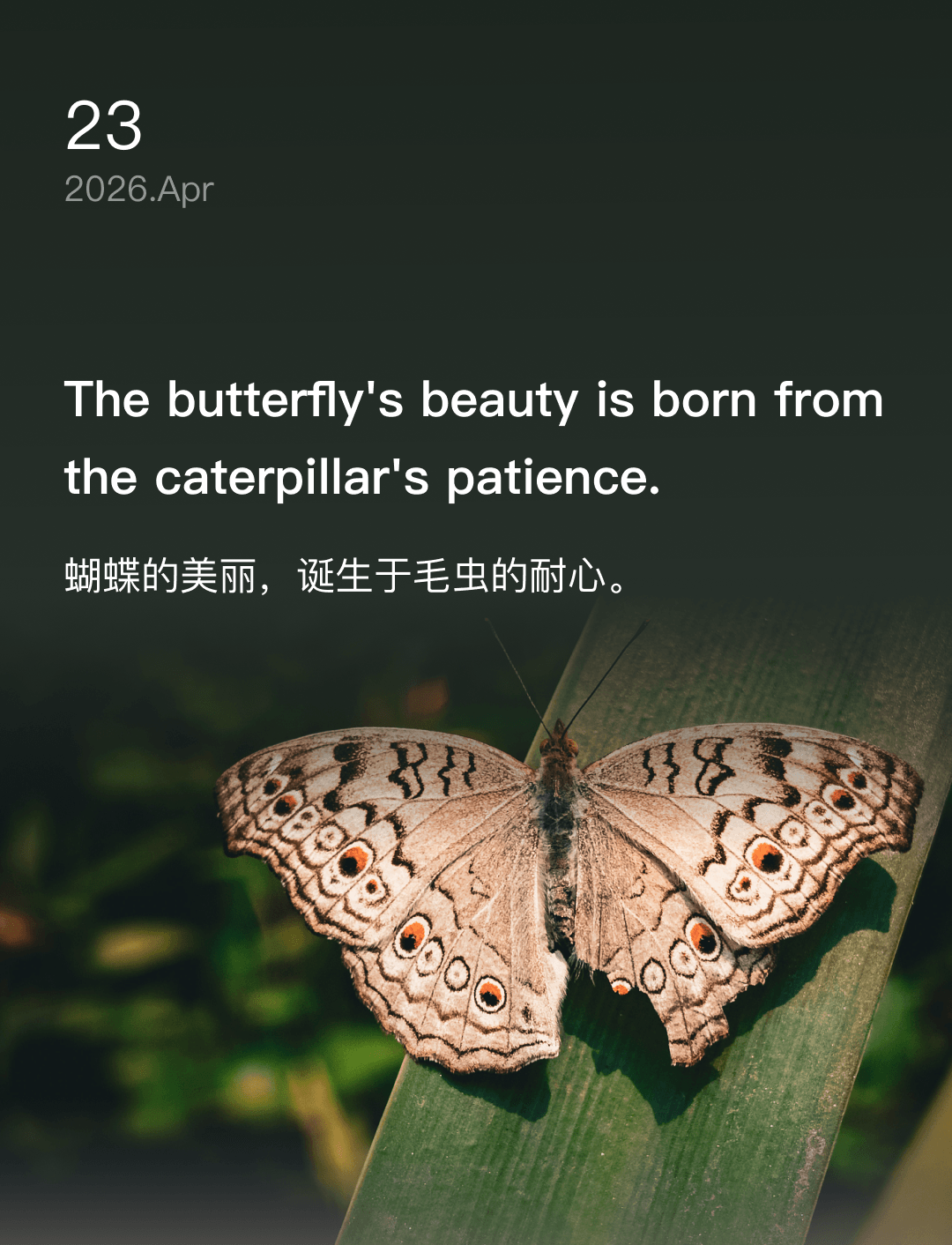 词霸每日一句