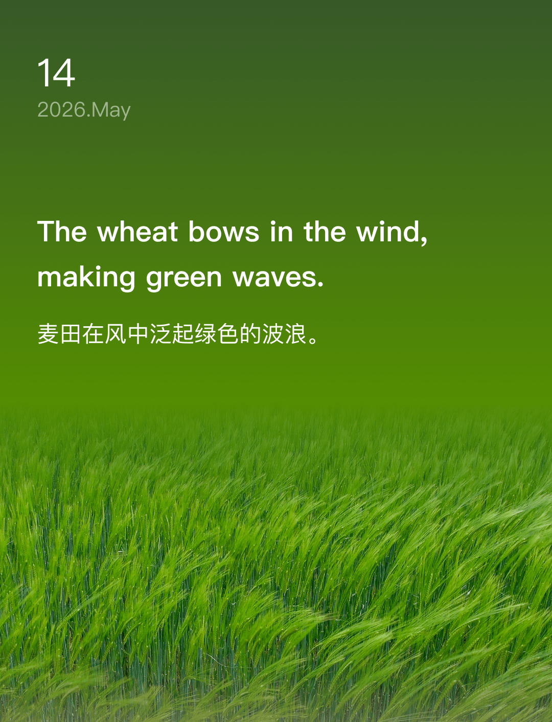 The wheat bows in the wind, making green waves.