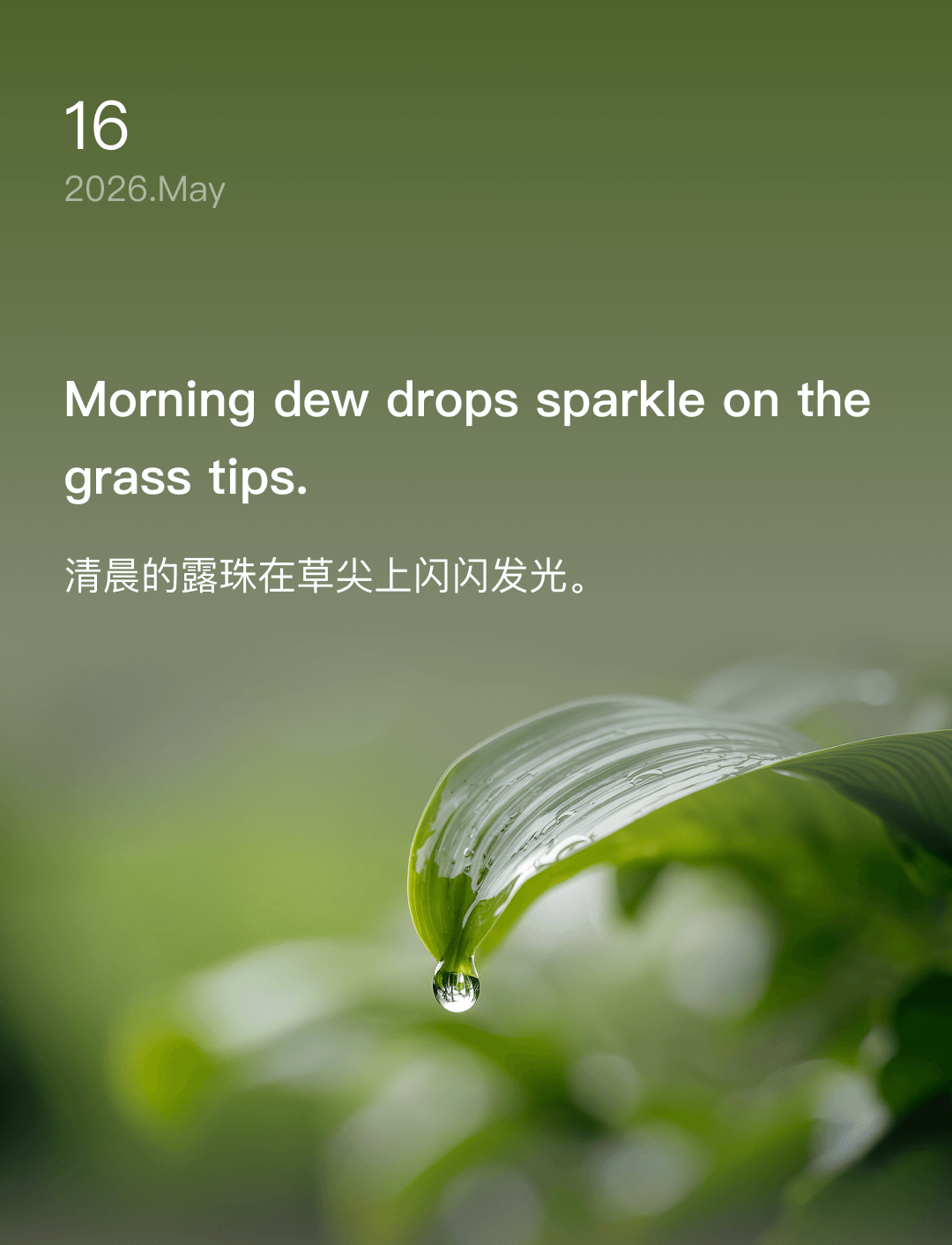Morning dew drops sparkle on the grass tips.