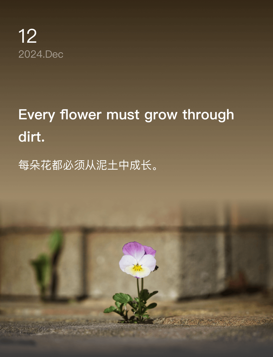 词霸每日一句