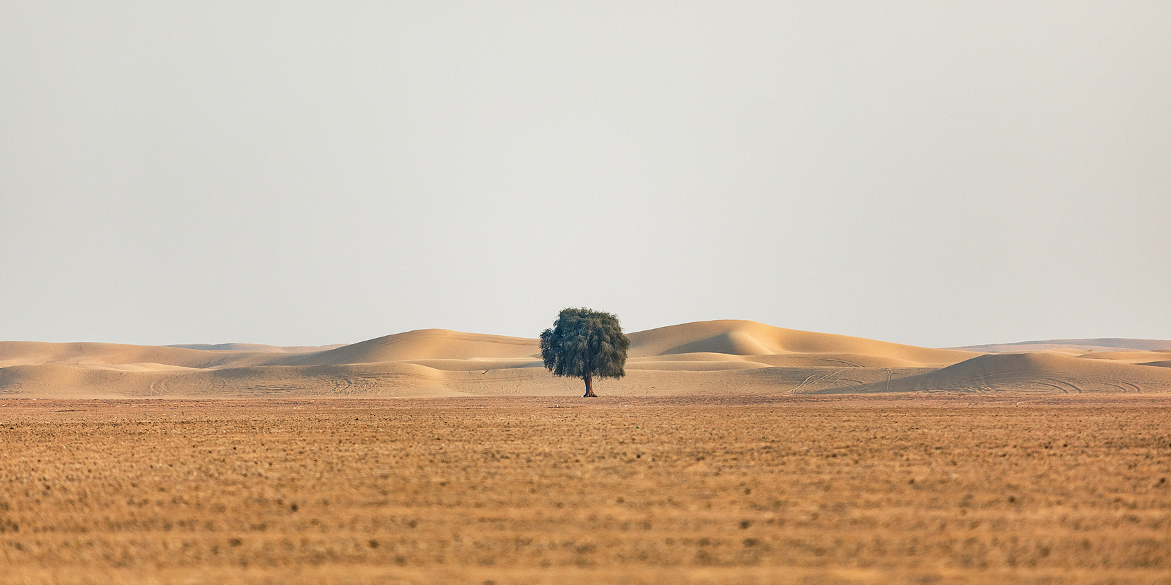 In the wilderness, forge your own path