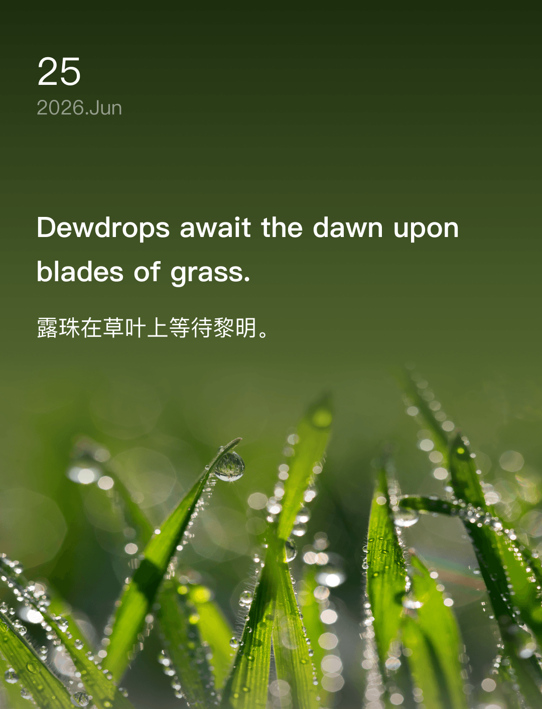 Dewdrops await the dawn upon blades of grass.