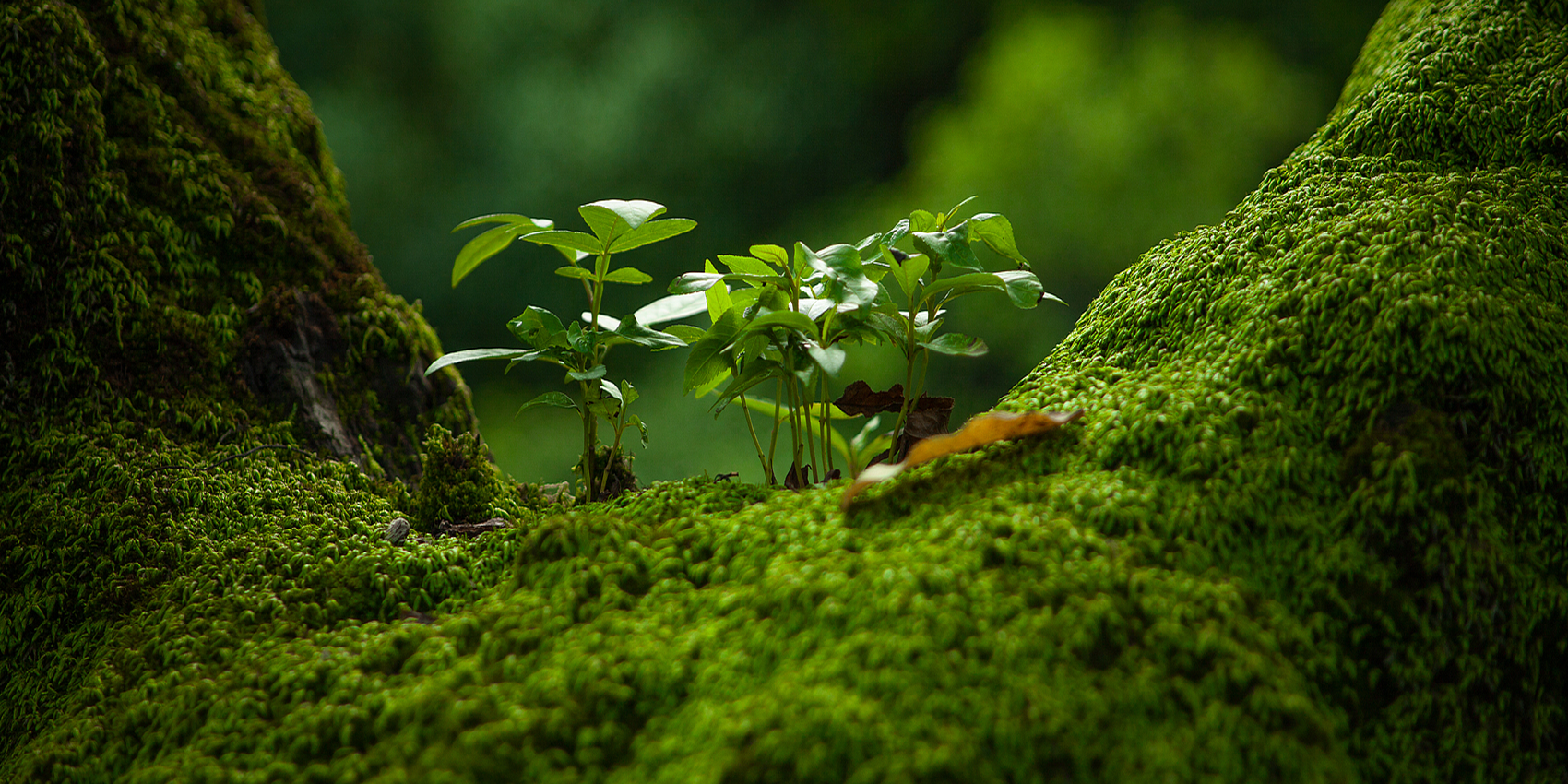 「2026-07-12」The tallest tree was once a seed brave enough to sprout.美图壁纸