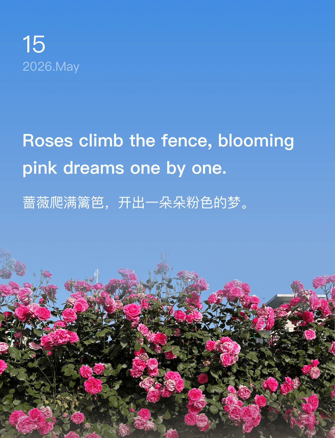 Roses climb the fence, blooming pink dreams one by one.