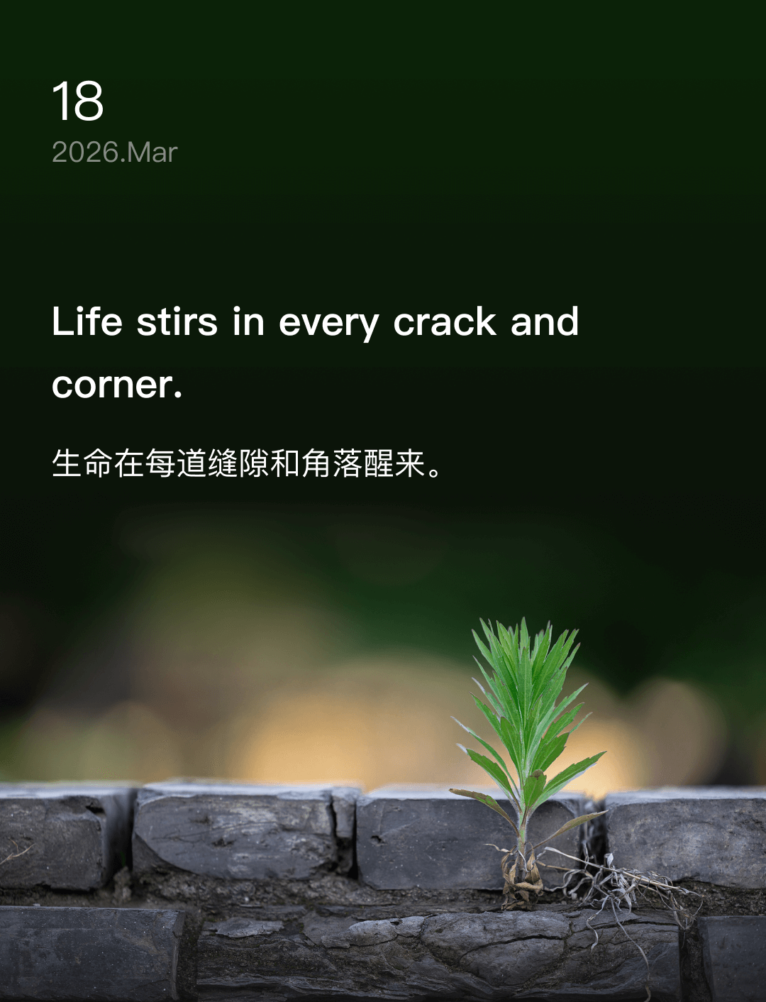 词霸每日一句