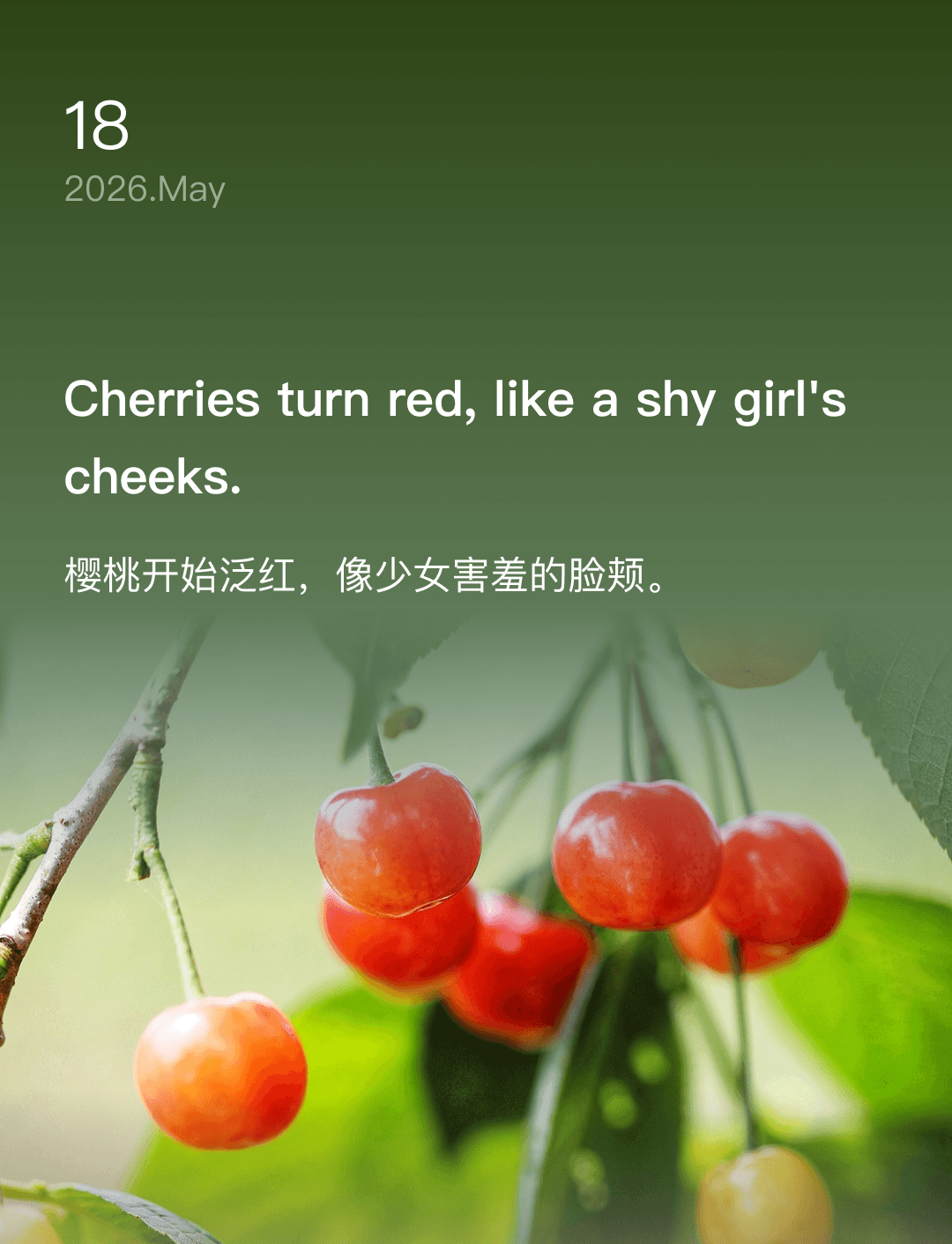 Cherries turn red, like a shy girl's cheeks.